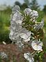 Phlox mac Mäntsala